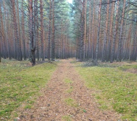 Прирезка лесных участков Кадастровые работы в Пушкино